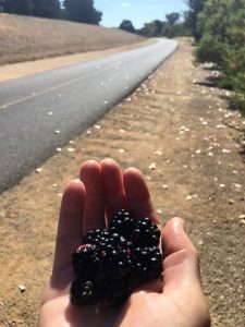Eating blackberries on one of my stops