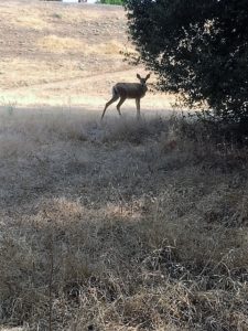 I stopped first to catch my breath and then I saw the deer. Perfect stop!