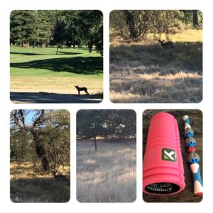 Nature at its best, including one coyote, many deer, and my foam roller for after the run