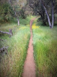 The trail flanked by wild flowers! Pure bliss!